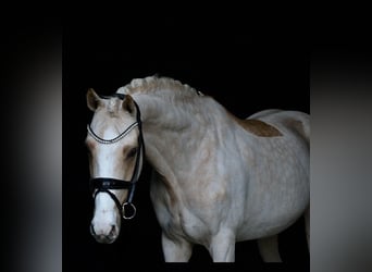 Poney de selle allemand, Hongre, 14 Ans, 148 cm, Palomino