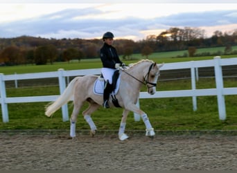 Poney de selle allemand, Hongre, 14 Ans, 148 cm, Palomino