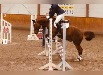 Poney de selle allemand, Hongre, 14 Ans, 149 cm, Alezan