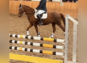 Poney de selle allemand, Hongre, 14 Ans, 149 cm, Alezan