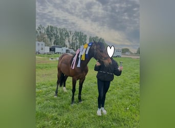 Poney de selle allemand, Hongre, 15 Ans, 142 cm, Bai