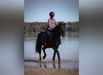 Poney de selle allemand, Hongre, 15 Ans, 142 cm, Noir