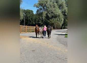 Poney de selle allemand, Hongre, 15 Ans, 142 cm, Noir