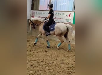 Poney de selle allemand, Hongre, 15 Ans, 144 cm, Palomino