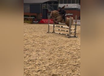 Poney de selle allemand, Hongre, 15 Ans, 144 cm, Palomino