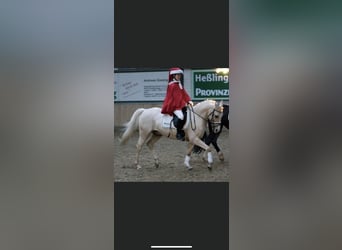 Poney de selle allemand, Hongre, 15 Ans, 144 cm, Palomino