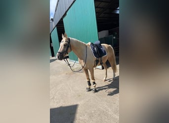 Poney de selle allemand, Hongre, 15 Ans, 144 cm, Palomino