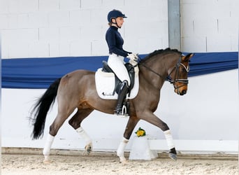 Poney de selle allemand, Hongre, 15 Ans, 145 cm, Bai brun