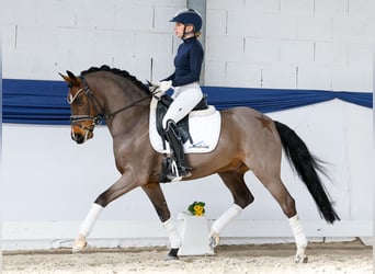 Poney de selle allemand, Hongre, 15 Ans, 145 cm, Bai brun