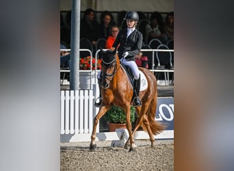 Poney de selle allemand, Hongre, 15 Ans, 148 cm, Alezan