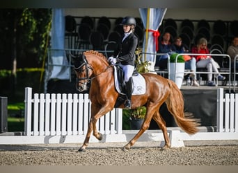 Poney de selle allemand, Hongre, 15 Ans, 148 cm, Alezan