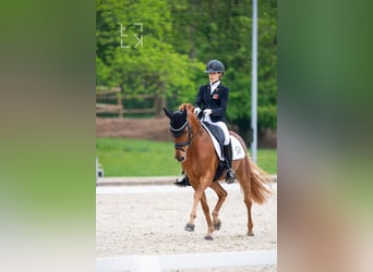 Poney de selle allemand, Hongre, 15 Ans, 148 cm, Alezan