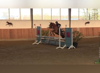 Poney de selle allemand, Hongre, 15 Ans, 148 cm, Alezan