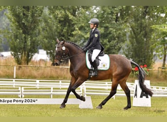 Poney de selle allemand, Hongre, 15 Ans, 148 cm, Bai brun