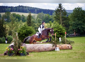 Poney de selle allemand, Hongre, 15 Ans, 148 cm, Bai brun