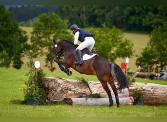 Poney de selle allemand, Hongre, 15 Ans, 148 cm, Bai brun