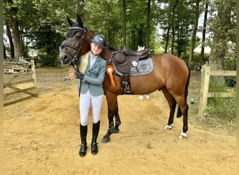 Poney de selle allemand, Hongre, 15 Ans, 148 cm, Bai