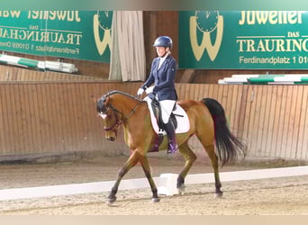Poney de selle allemand, Hongre, 15 Ans, 148 cm, Bai