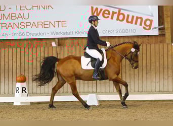 Poney de selle allemand, Hongre, 15 Ans, 148 cm, Bai