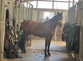 Poney de selle allemand, Hongre, 15 Ans, 148 cm, Bai