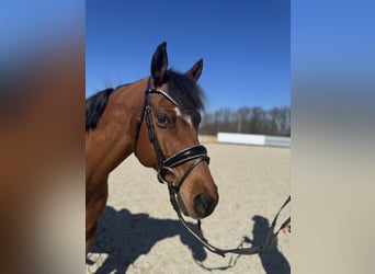 Poney de selle allemand, Hongre, 15 Ans, 148 cm, Bai
