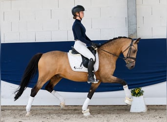 Poney de selle allemand, Hongre, 15 Ans, 148 cm, Isabelle