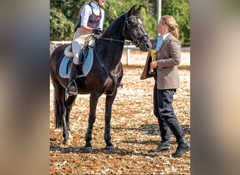 Poney de selle allemand, Hongre, 16 Ans, 140 cm, Bai brun foncé