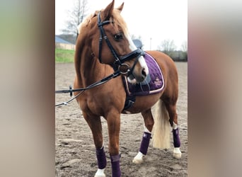 Poney de selle allemand, Hongre, 16 Ans, 142 cm, Alezan