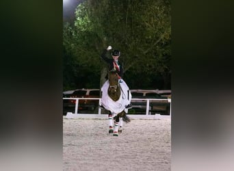 Poney de selle allemand, Hongre, 16 Ans, 148 cm, Bai