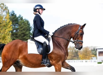 Poney de selle allemand, Hongre, 16 Ans, 148 cm, Bai