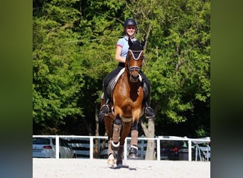 Poney de selle allemand, Hongre, 16 Ans, 148 cm, Bai