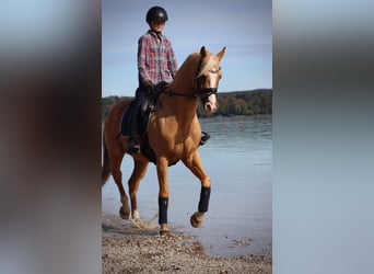 Poney de selle allemand, Hongre, 16 Ans, 148 cm, Palomino
