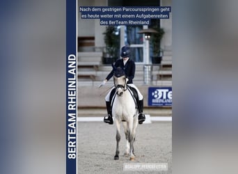 Poney de selle allemand, Hongre, 16 Ans, 148 cm, Palomino