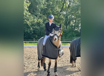 Poney de selle allemand, Hongre, 16 Ans, 148 cm, Palomino