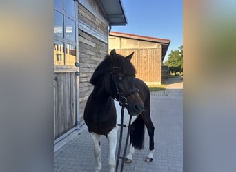 Poney de selle allemand, Hongre, 17 Ans, 140 cm, Pinto