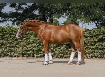 Poney de selle allemand, Hongre, 17 Ans, 145 cm, Alezan brûlé