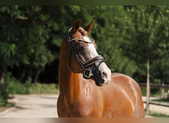 Poney de selle allemand, Hongre, 17 Ans, 145 cm, Alezan brûlé