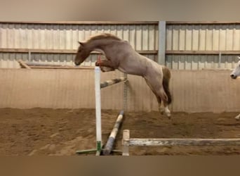 Poney de selle allemand, Hongre, 17 Ans, 145 cm, Aubère