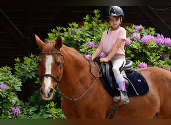 Poney de selle allemand, Hongre, 17 Ans, 147 cm, Alezan
