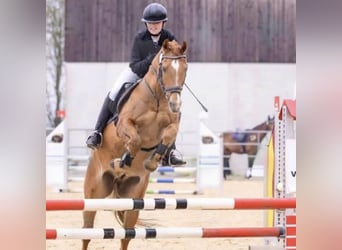 Poney de selle allemand, Hongre, 17 Ans, 148 cm, Alezan