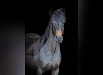 Poney de selle allemand, Hongre, 18 Ans, 148 cm, Bai brun foncé