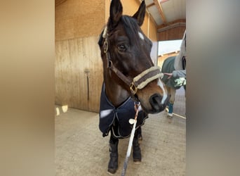 Poney de selle allemand, Hongre, 18 Ans, 148 cm, Bai