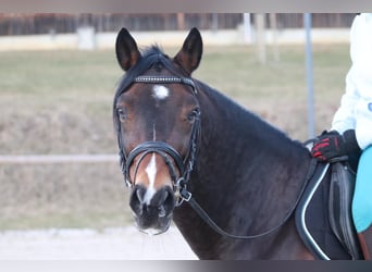 Poney de selle allemand, Hongre, 18 Ans, 148 cm, Bai