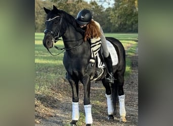 Poney de selle allemand, Hongre, 18 Ans, 148 cm, Noir