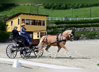 Poney de selle allemand, Hongre, 18 Ans, 148 cm, Palomino