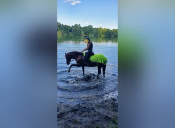 Poney de selle allemand, Hongre, 18 Ans, 150 cm, Alezan