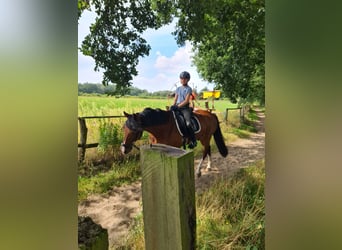 Poney de selle allemand, Hongre, 19 Ans, 148 cm, Bai