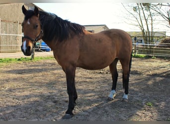 Poney de selle allemand Croisé, Hongre, 19 Ans, Isabelle