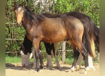 Poney de selle allemand, Hongre, 1 Année, 148 cm, Buckskin