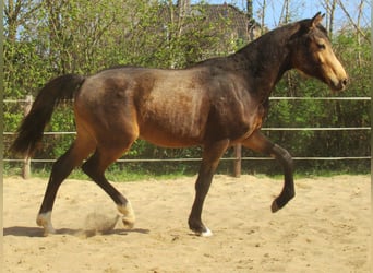 Poney de selle allemand, Hongre, 1 Année, 148 cm, Buckskin